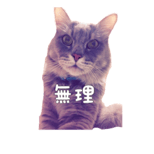 my cat Shizumi part 2 sticker #13432870
