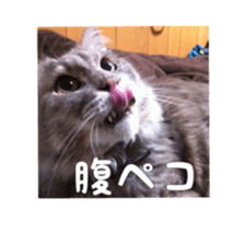 my cat Shizumi part 2 sticker #13432871