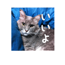 my cat Shizumi part 2 sticker #13432872