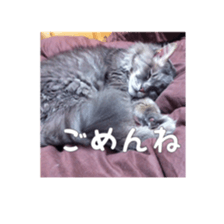my cat Shizumi part 2 sticker #13432876