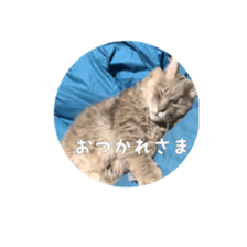 my cat Shizumi part 2 sticker #13432877