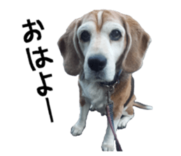 BEAGLE No.1!! sticker #13434030