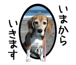 BEAGLE No.1!! sticker #13434033