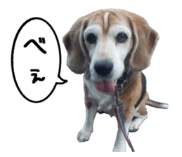 BEAGLE No.1!! sticker #13434037