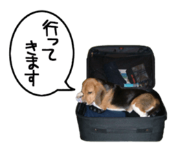 BEAGLE No.1!! sticker #13434038
