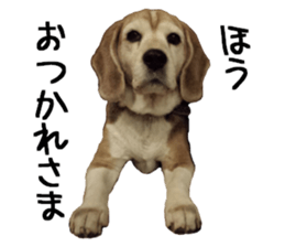 BEAGLE No.1!! sticker #13434039