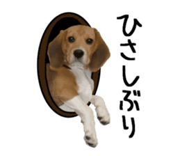 BEAGLE No.1!! sticker #13434041