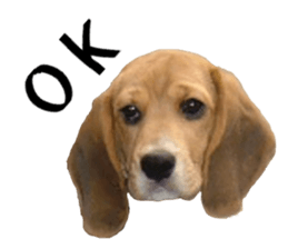 BEAGLE No.1!! sticker #13434043