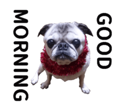 Lovely pug TOTO sticker #13434934