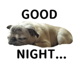 Lovely pug TOTO sticker #13434935