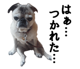Lovely pug TOTO sticker #13434937