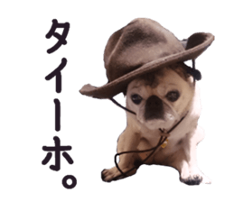 Lovely pug TOTO sticker #13434938