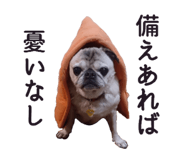 Lovely pug TOTO sticker #13434939
