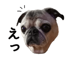 Lovely pug TOTO sticker #13434940