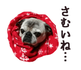 Lovely pug TOTO sticker #13434941