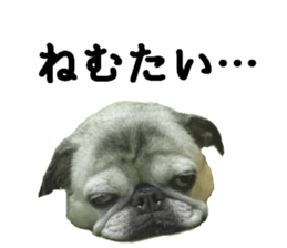 Lovely pug TOTO sticker #13434942