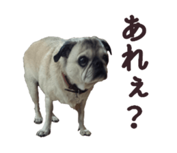 Lovely pug TOTO sticker #13434943