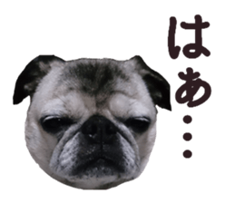 Lovely pug TOTO sticker #13434947