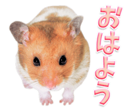 Cute hamster japanese sticker #13435174