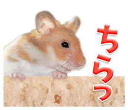 Cute hamster japanese sticker #13435179