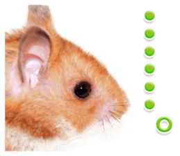Cute hamster japanese sticker #13435181