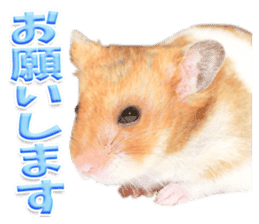 Cute hamster japanese sticker #13435183