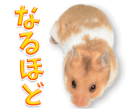 Cute hamster japanese sticker #13435184