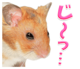 Cute hamster japanese sticker #13435191