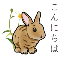 Fluffy wild rabbit sticker #13435742