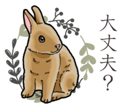 Fluffy wild rabbit sticker #13435744