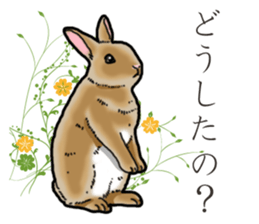 Fluffy wild rabbit sticker #13435750