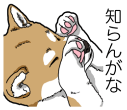 Daily Aka Shiba Inu sticker #13437422