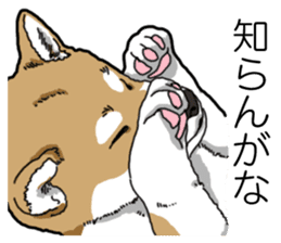 Daily Aka Shiba Inu sticker #13437422