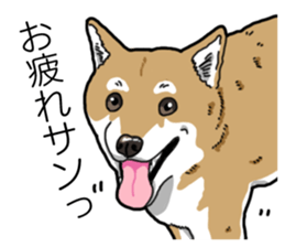 Daily Aka Shiba Inu sticker #13437424