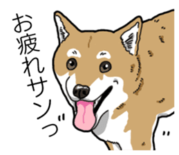 Daily Aka Shiba Inu sticker #13437424