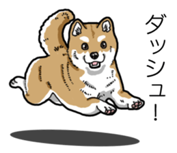 Daily Aka Shiba Inu sticker #13437425