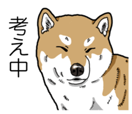 Daily Aka Shiba Inu sticker #13437426