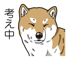 Daily Aka Shiba Inu sticker #13437426