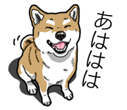 Daily Aka Shiba Inu sticker #13437428