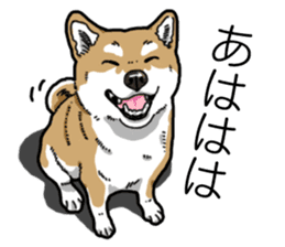 Daily Aka Shiba Inu sticker #13437428