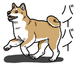 Daily Aka Shiba Inu sticker #13437429