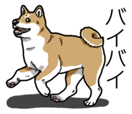 Daily Aka Shiba Inu sticker #13437429