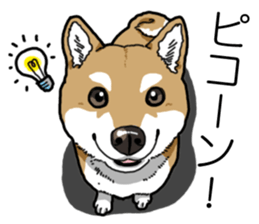 Daily Aka Shiba Inu sticker #13437431