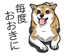 Daily Aka Shiba Inu sticker #13437435