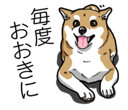 Daily Aka Shiba Inu sticker #13437435