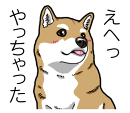Daily Aka Shiba Inu sticker #13437436