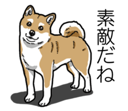 Daily Aka Shiba Inu sticker #13437437