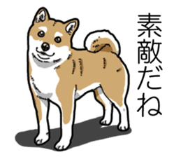Daily Aka Shiba Inu sticker #13437437