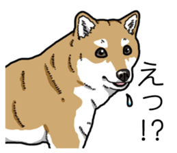 Daily Aka Shiba Inu sticker #13437439