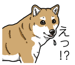 Daily Aka Shiba Inu sticker #13437439